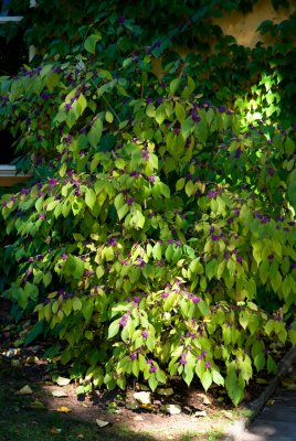 Callicarpa japonica - krásnoplodka japonská - celek